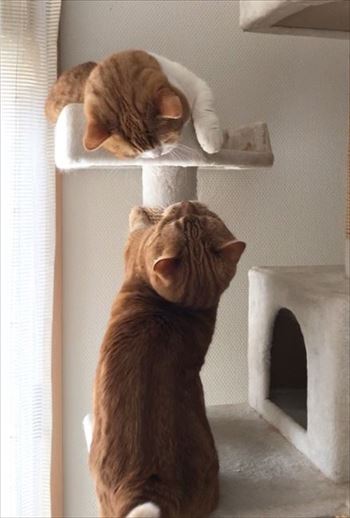 茶太郎きなこの短足日記