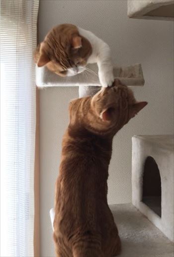 茶太郎きなこの短足日記