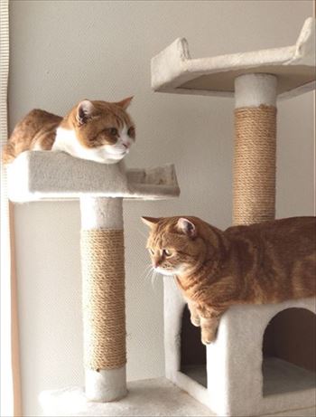 茶太郎きなこの短足日記