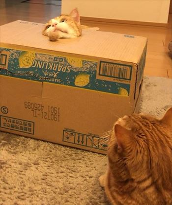 茶太郎きなこの短足日記