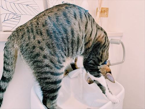 たいとコスモス、ときどきザクロ