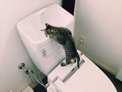 たいとコスモス、ときどきザクロ