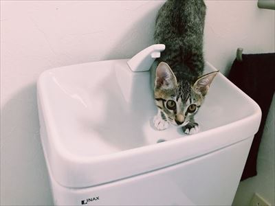 たいとコスモス、ときどきザクロ