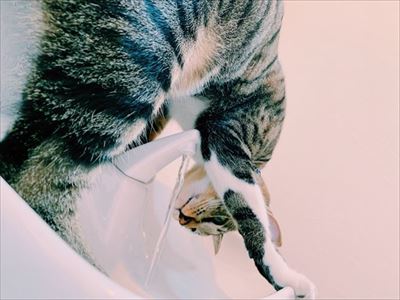 たいとコスモス、ときどきザクロ