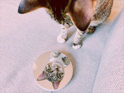 たいとコスモス、ときどきザクロ