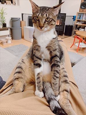 たいとコスモス、ときどきザクロ