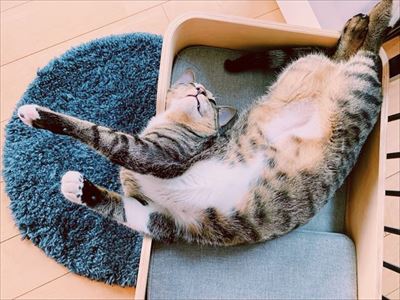 たいとコスモス、ときどきザクロ