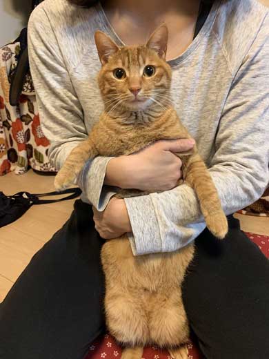 苦い薬 飲まされることに気が付く 0.02秒前 猫 表情 顔