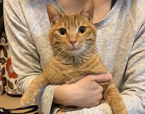 苦い薬 飲まされることに気が付く 0.02秒前 猫 表情 顔