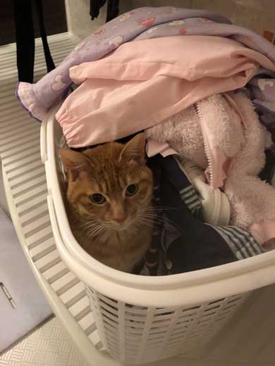 苦い薬 飲まされることに気が付く 0.02秒前 猫 表情 顔