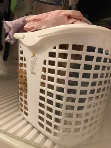 苦い薬 飲まされることに気が付く 0.02秒前 猫 表情 顔