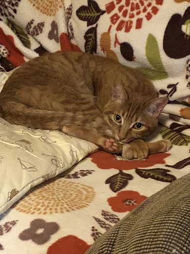 苦い薬 飲まされることに気が付く 0.02秒前 猫 表情 顔