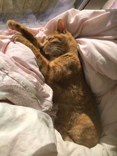 苦い薬 飲まされることに気が付く 0.02秒前 猫 表情 顔