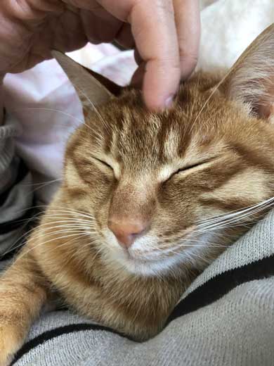 苦い薬 飲まされることに気が付く 0.02秒前 猫 表情 顔