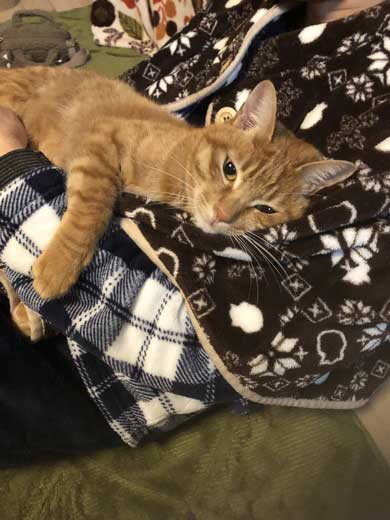 苦い薬 飲まされることに気が付く 0.02秒前 猫 表情 顔