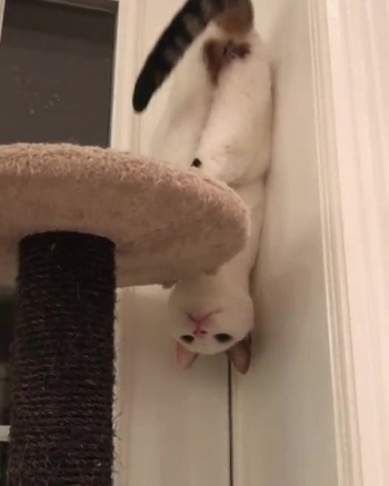 セクシーにゃんこ