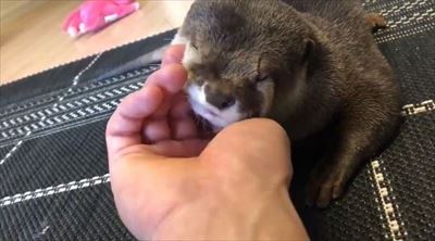 カワウソさくらちゃん