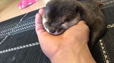 カワウソさくらちゃん