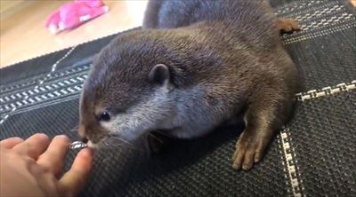 カワウソさくらちゃん