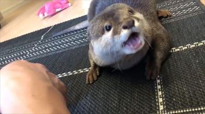 カワウソさくらちゃん