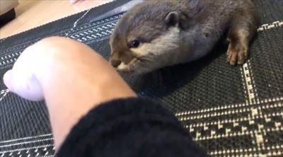 カワウソさくらちゃん