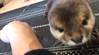 カワウソさくらちゃん