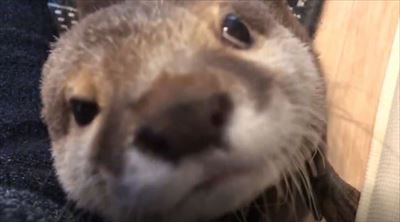 カワウソさくらちゃん