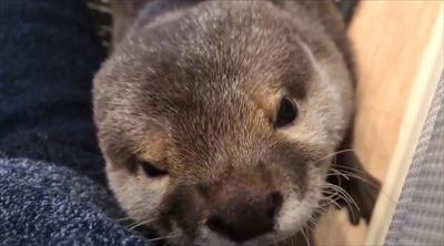 カワウソさくらちゃん