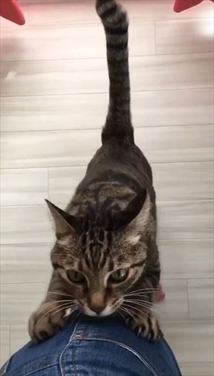 動物病院の先生