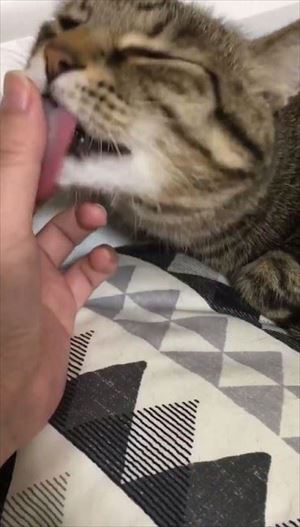 動物病院の先生