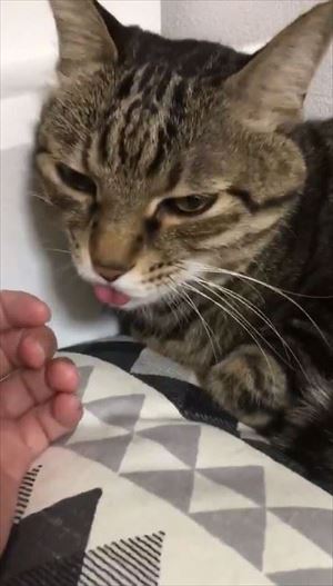 動物病院の先生