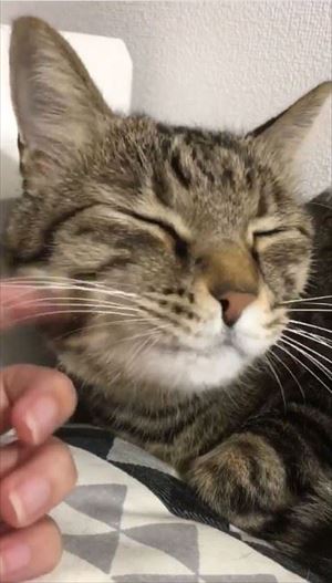 動物病院の先生