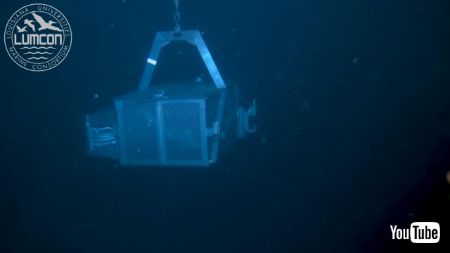 深海生物とワニ