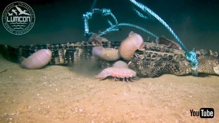 深海生物とワニ