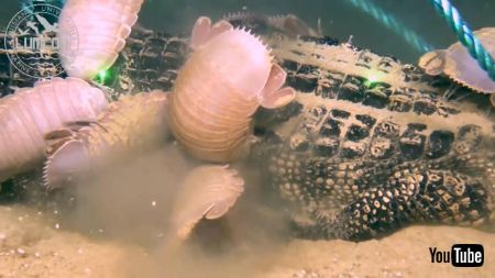深海生物とワニ