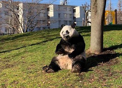 パンダ着ぐるみ