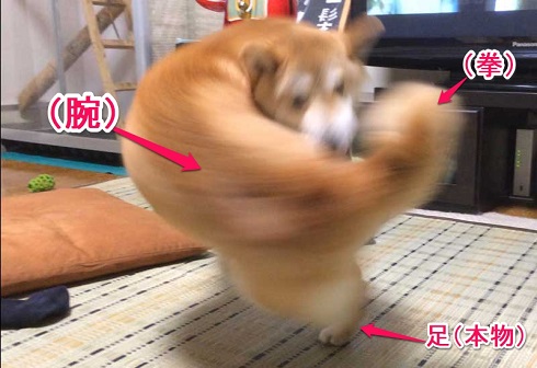 犬 右フック 柴犬 マッチョ
