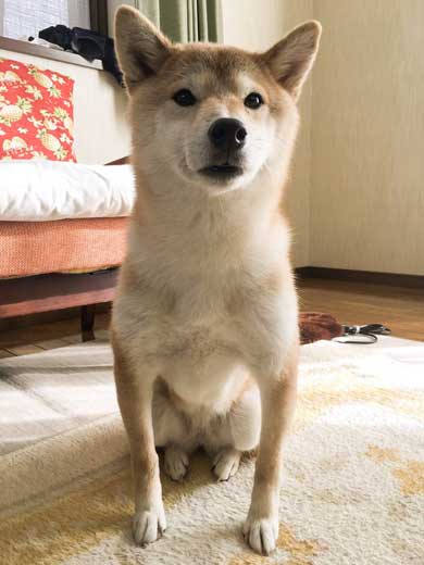 犬 右フック 柴犬 マッチョ