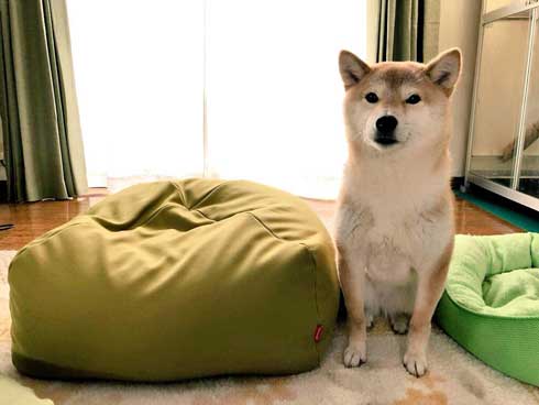 犬 右フック 柴犬 マッチョ