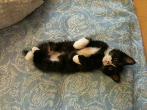 猫 成長 いとおしさ 増す 子猫 大きく かわいい さぶのすけ