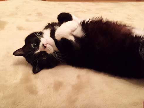 猫 成長 いとおしさ 増す 子猫 大きく かわいい さぶのすけ