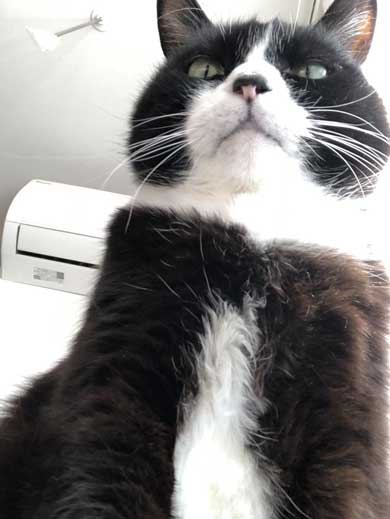 猫 成長 いとおしさ 増す 子猫 大きく かわいい さぶのすけ