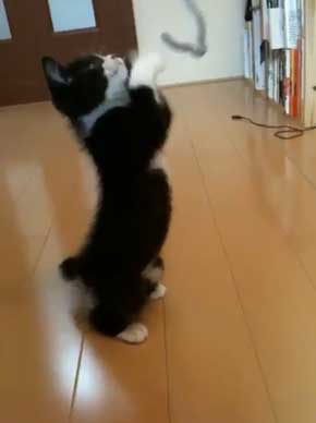 猫 成長 いとおしさ 増す 子猫 大きく かわいい さぶのすけ