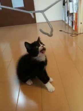 猫 成長 いとおしさ 増す 子猫 大きく かわいい さぶのすけ
