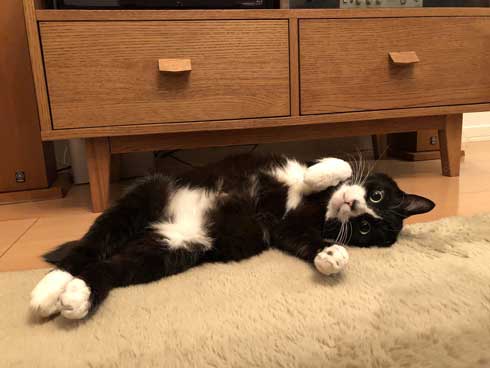 猫 成長 いとおしさ 増す 子猫 大きく かわいい さぶのすけ