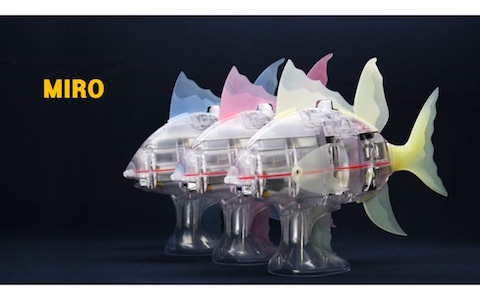 miro-5