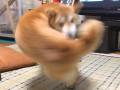 イヌ界の最強ヒーロー現る……！　右フックを放つムキムキなワンちゃんがネットで大人気に