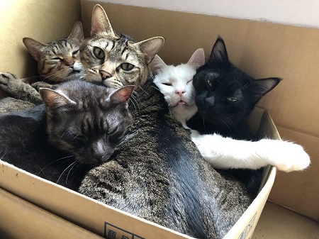 セツちゃん 猫に溺れる