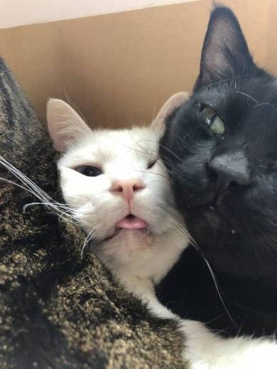 セツちゃん 猫に溺れる