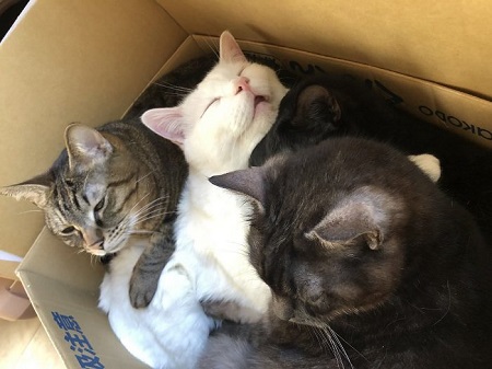 セツちゃん 猫に溺れる